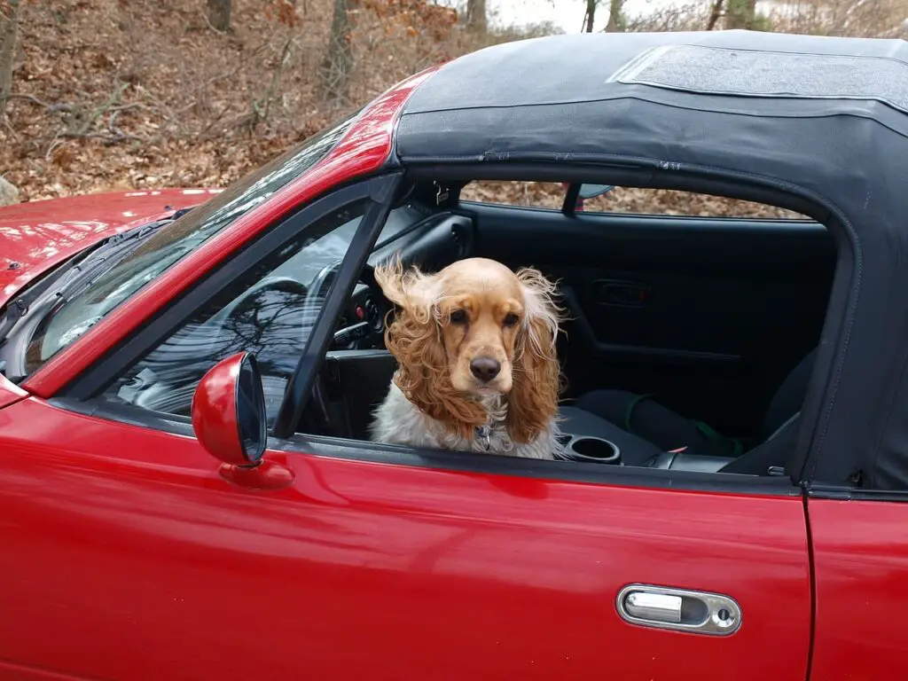 dog in car