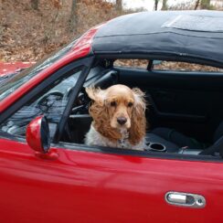 dog in car