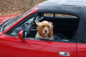 dog in car