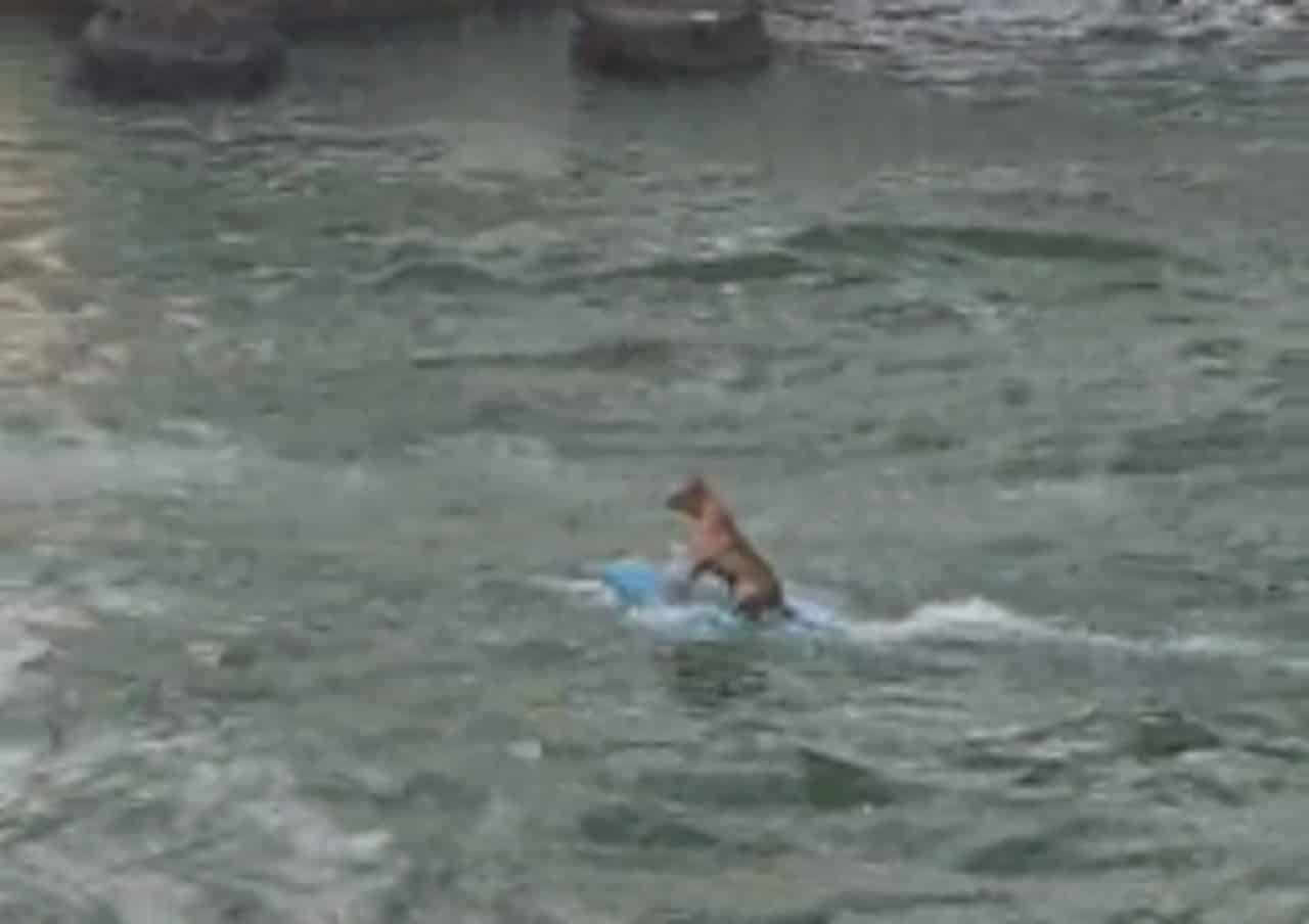 dog, surfing, water, fun
