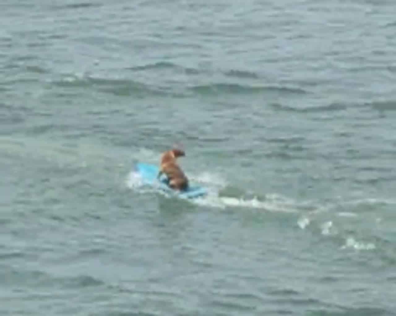 dog, surfing, water, fun