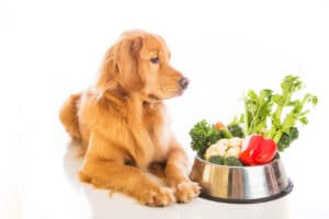 dog, food
