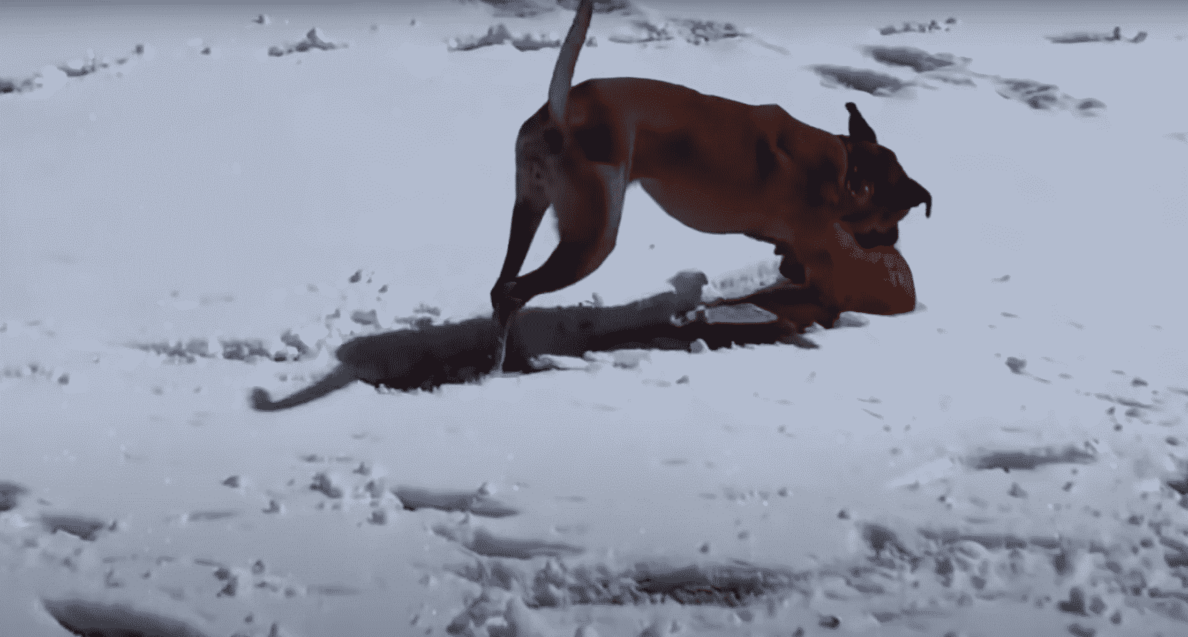 dog, snow