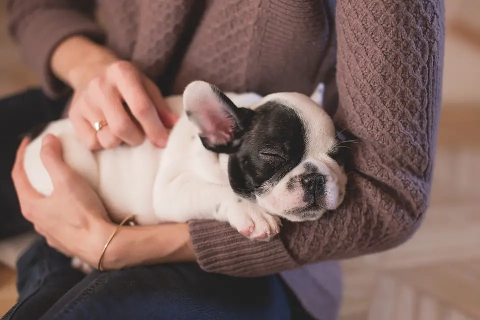 puppies, interact, born, humans