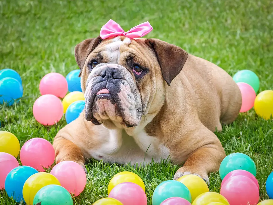 french bulldog, balls, dog, birthday, lazy