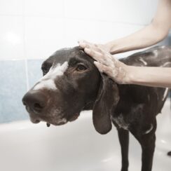 dog, grooming