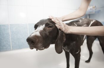 dog, grooming