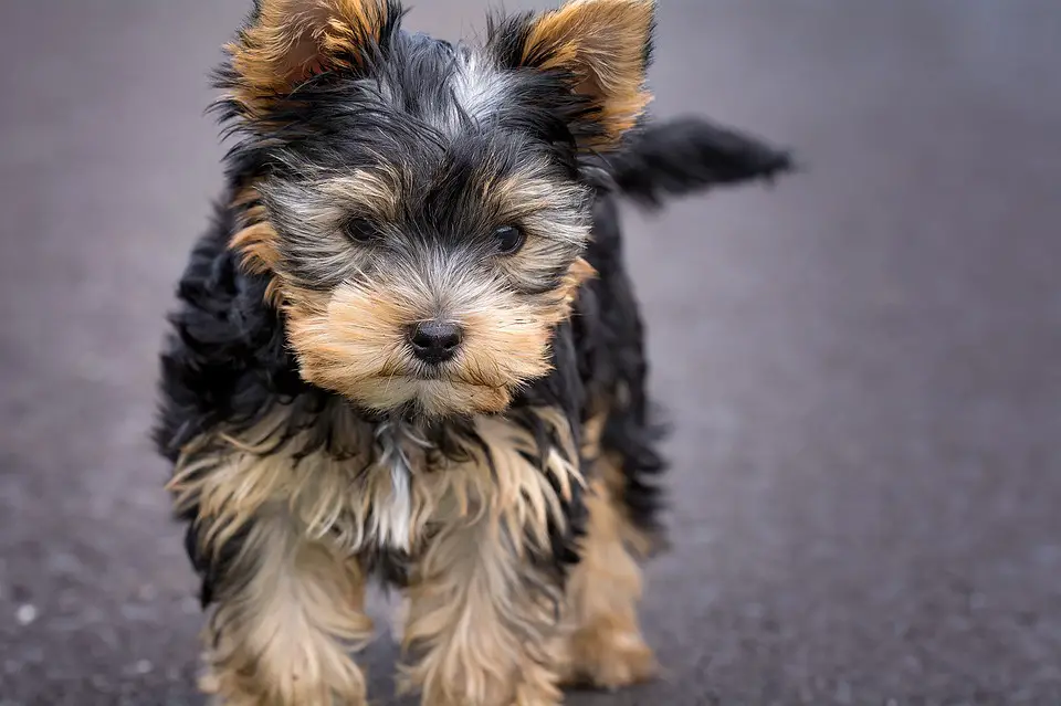 Yorkshire Terrier, nice dogs, dogs