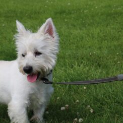 west highland white terrier