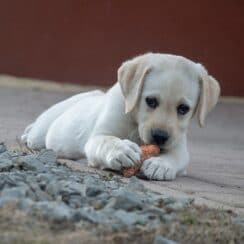 Labrador Retriever, nice dogs, dogs