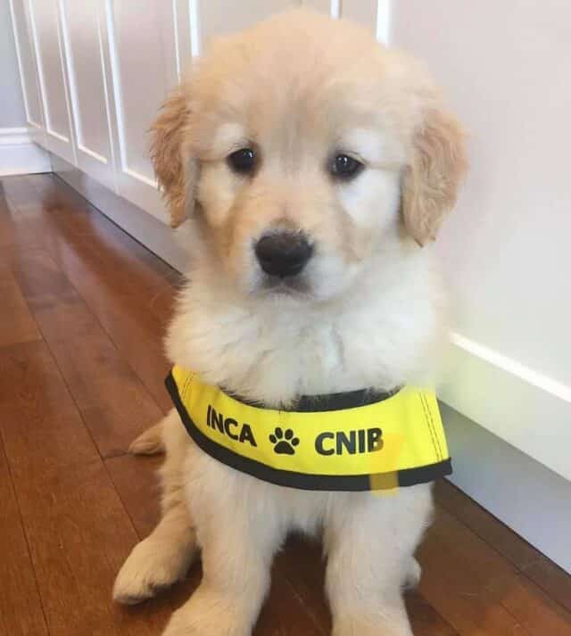 lab, cute dog, sad puppy
