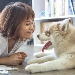 happy dog, cuteness