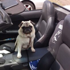 dog, dog in car, car seat