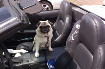 dog, dog in car, car seat