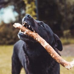 dog dental