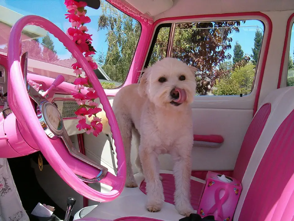 dog, dog in car, car seat
