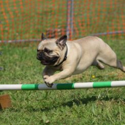 dog running