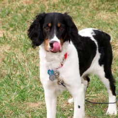 springer spaniel