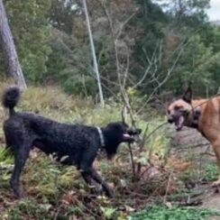 dogs, tree trimming