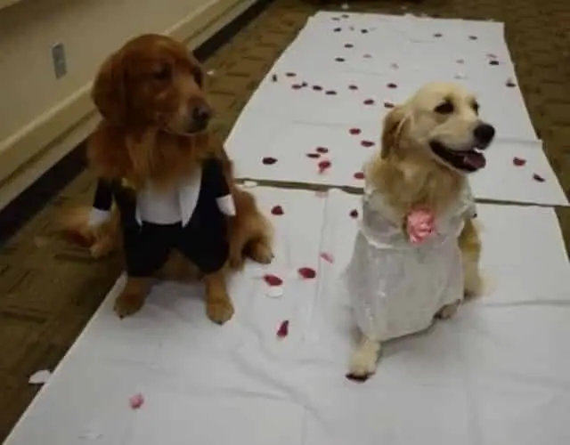 bride and groom dog