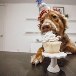 busted, stealing cupcakes