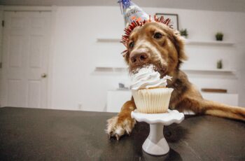 busted, stealing cupcakes