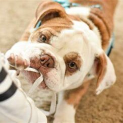 dog, chewing shoes