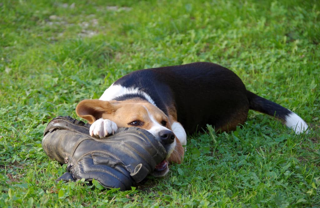 dog chewing shoes
