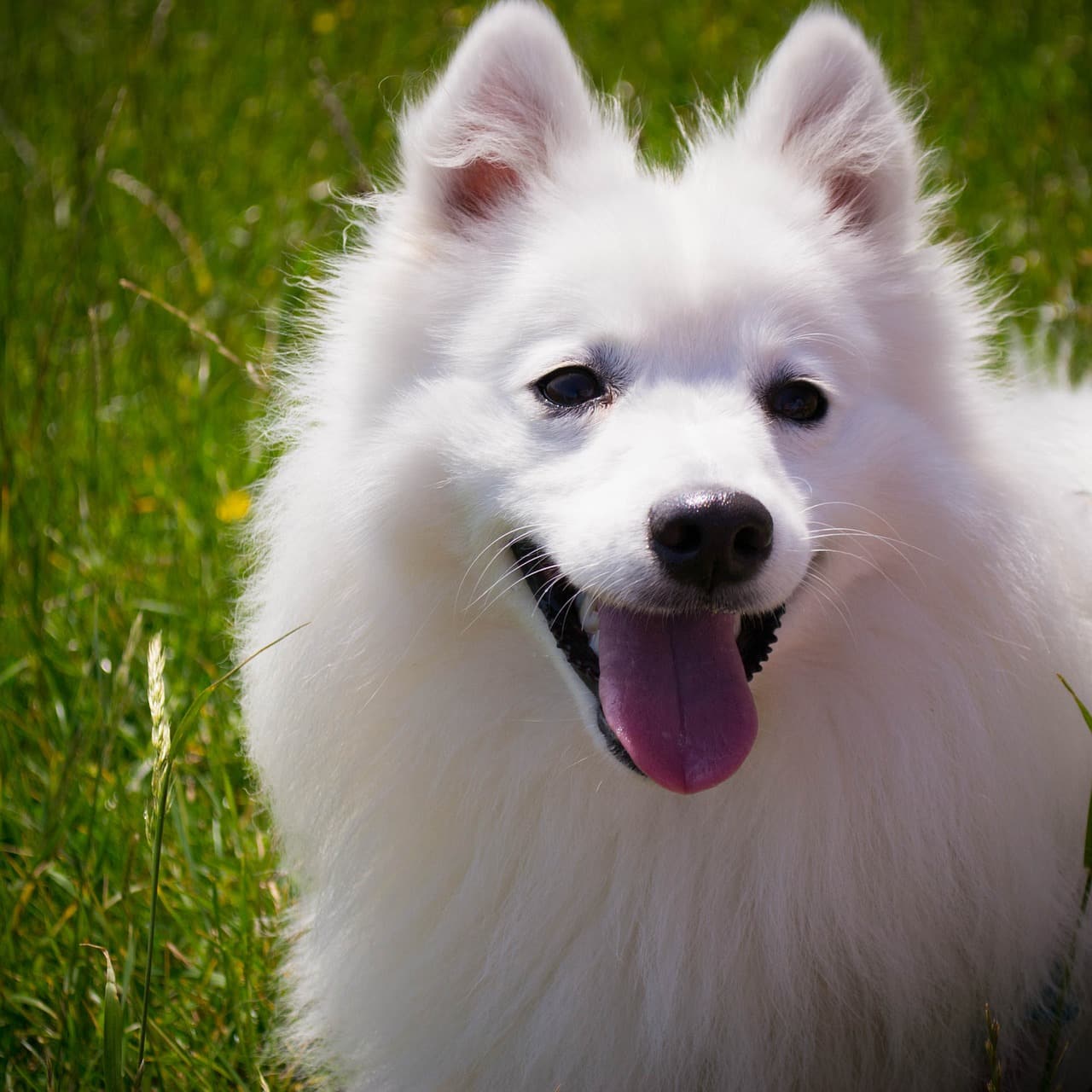 dog, white, smile