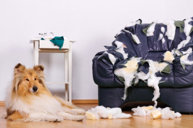 dog chewing sofa