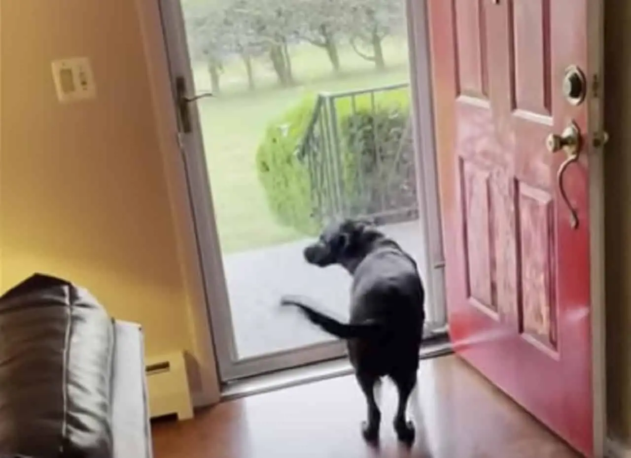 dog reacts to grandpa arrival