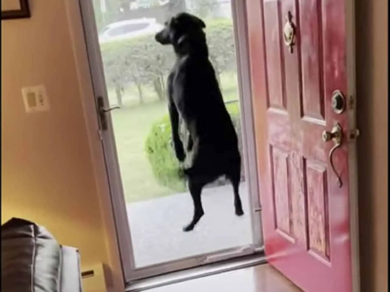 dog reacts to grandpa arrival