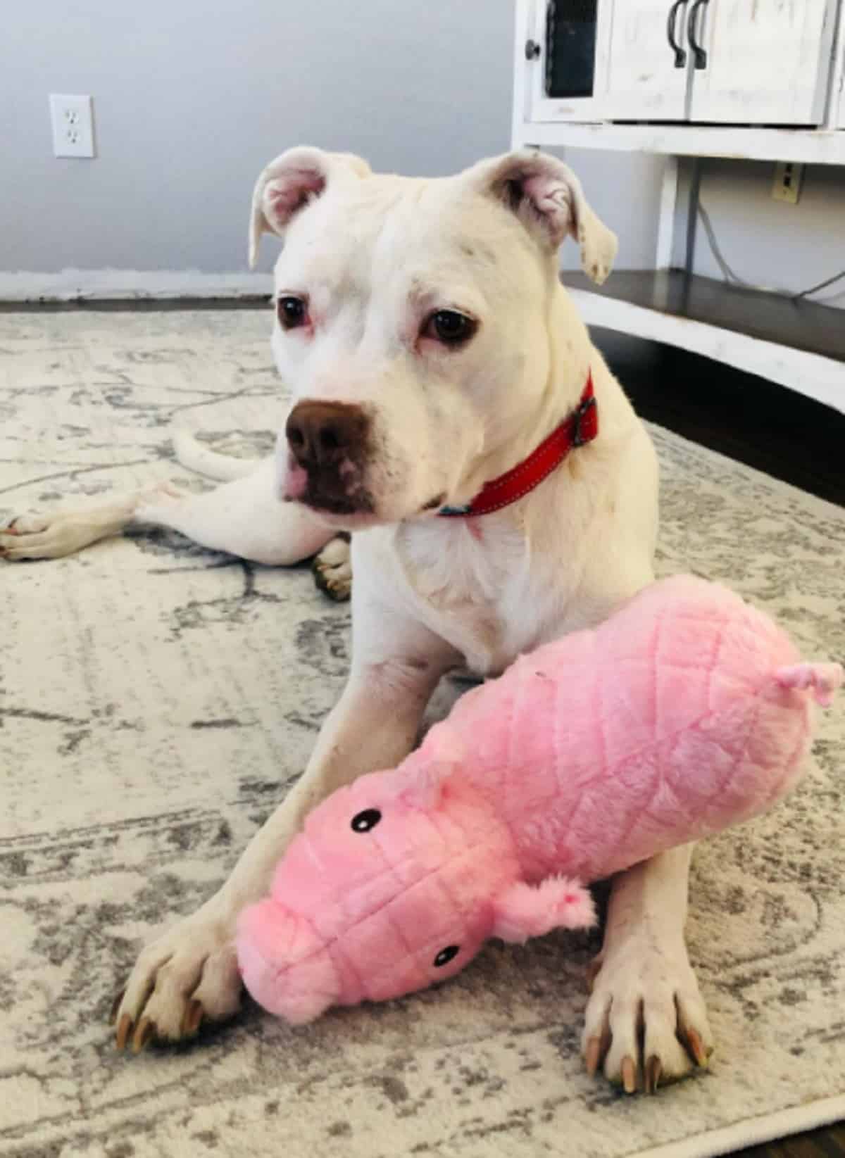 This Rescue Pittie Is Obsessed With Stuffed Animals