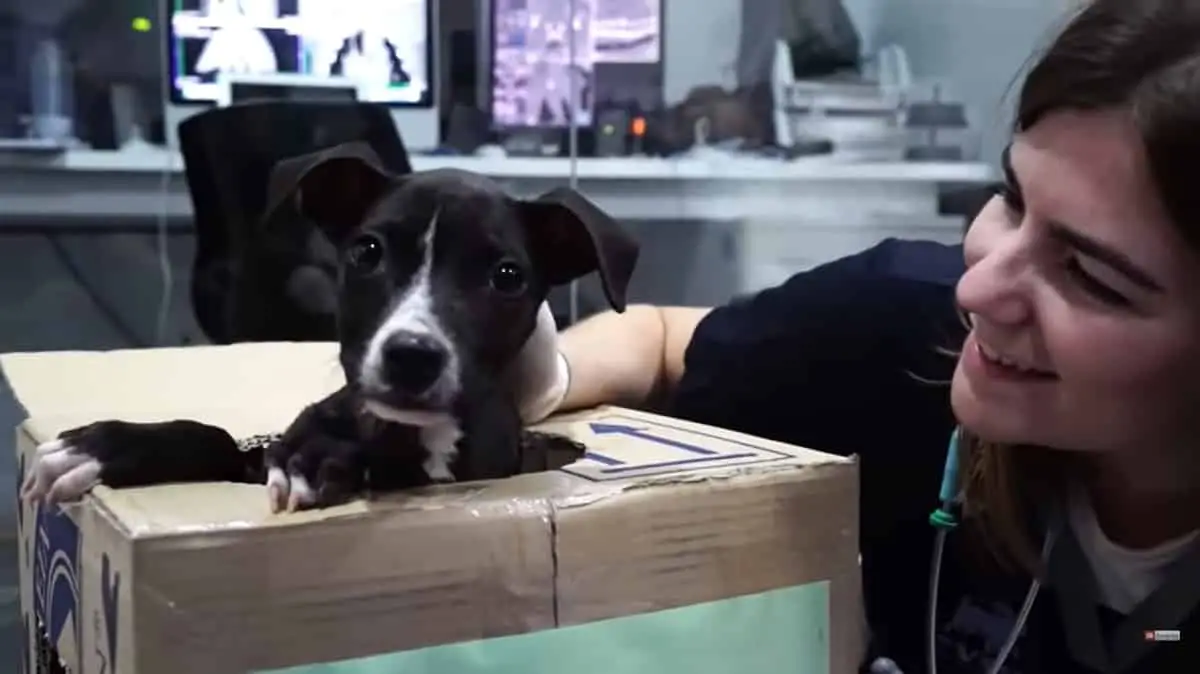 This Puppy Was Dying When Rescuers Found Her