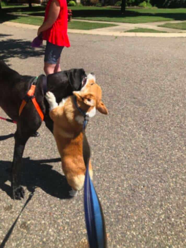 Friendly Corgi Hugs Each Dog He Meets On The Street