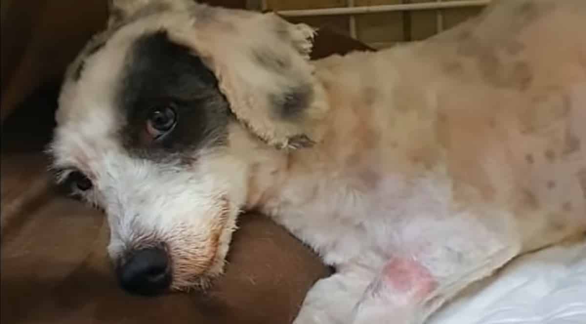 ABANDONED DOG ALMOST GIVE UP ON LIFE