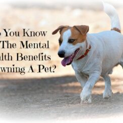 dog mental health