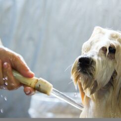 dog bathing