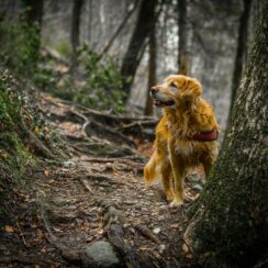 A Golden Retriever Became So Terrified That She Covered Her Eyes