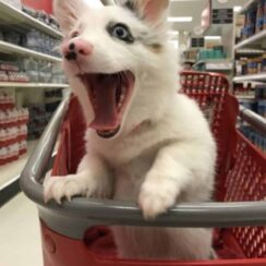 dog in shopping cart