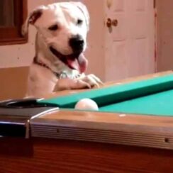 dog leaning on poole table