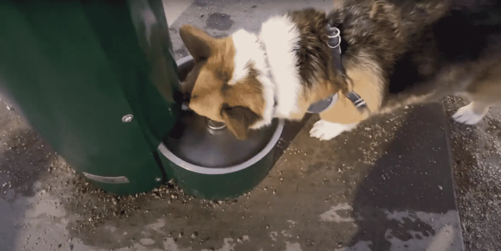 dog drinking water 