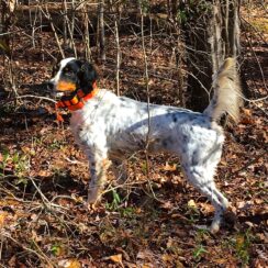 English Setter