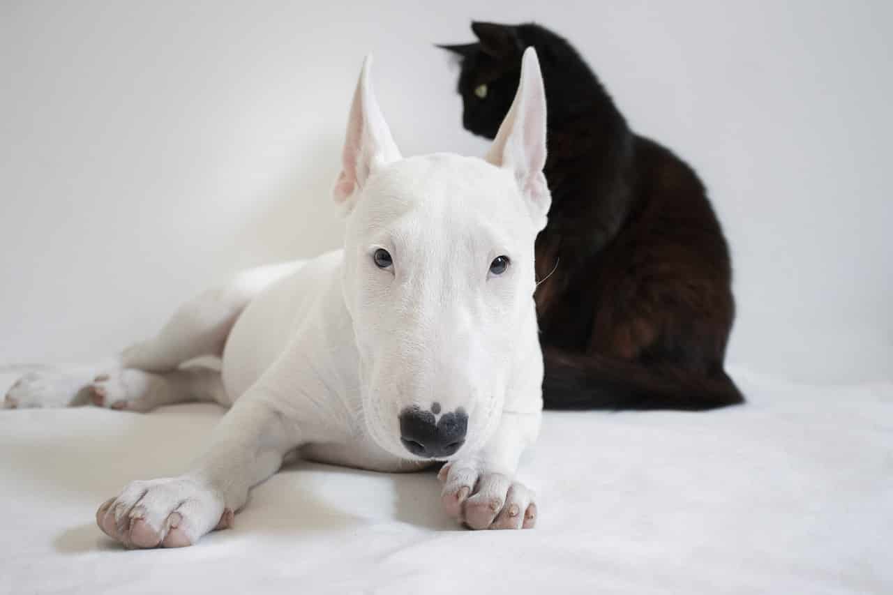 dog and cat best friends 