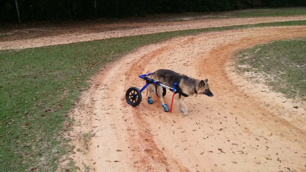 cute dog with wheelchair