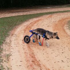 cute dog with wheelchair