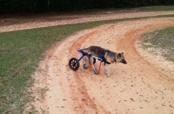 cute dog with wheelchair