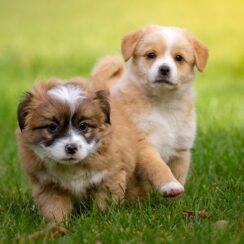 cute puppies