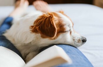 dog laying on owner