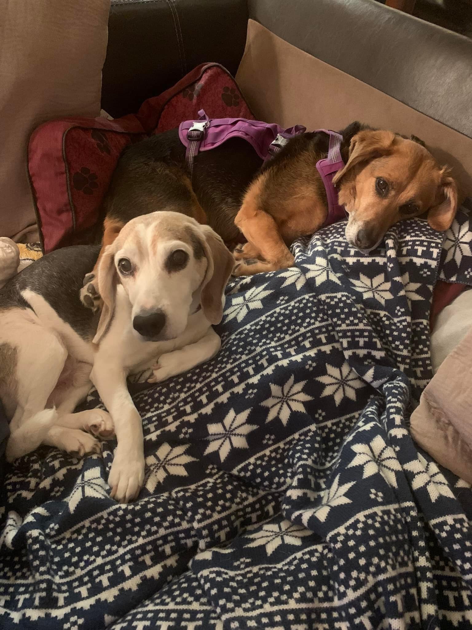 beagles laying down